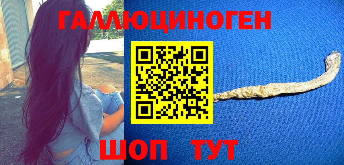 Псилоцибиновые грибы Psilocybe Бахчисарай